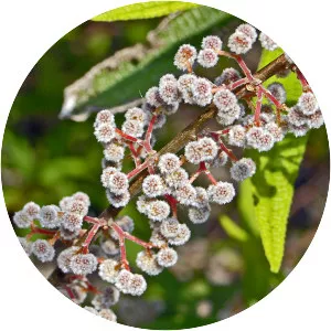 Debregeasia orientalis