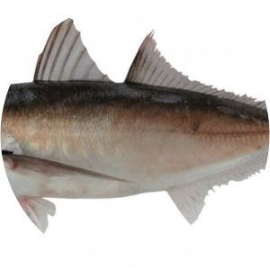 Decapterus kurroides
