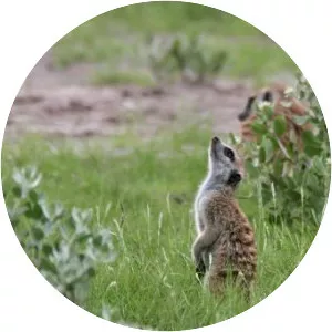 Deception Valley - Lake in Botswana