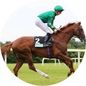 Decorated Knight