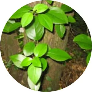 Decumaria barbara - Plants