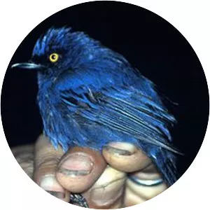 Deep-blue flowerpiercer - Bird