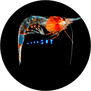 Deep sea shrimp - 
