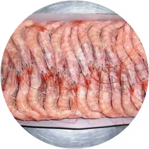 Deep-water rose shrimp