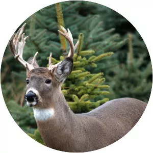 Deer City USA - TV program