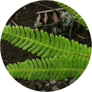 Deer fern