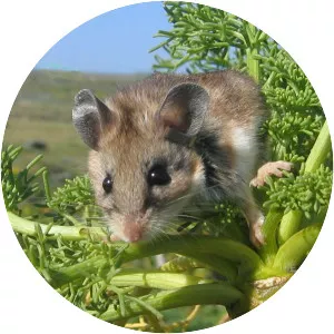 Deer Mouse