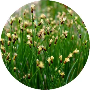 Deergrass