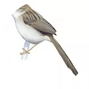 Deignan's prinia
