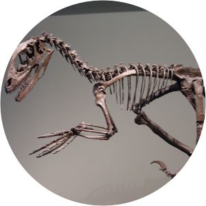 Deinonychosauria