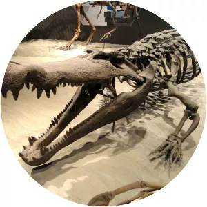 Deinosuchus