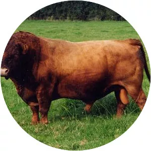 Dekster Sığırı (Dexter cattle)