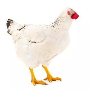 Delaware chicken