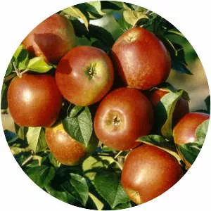 Delbard Jubilée (Delgollune)