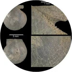 Delectopecten vitreus - 