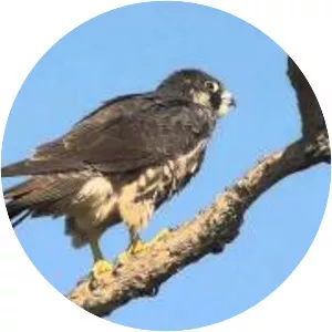 Delevan National Wildlife Refuge - 