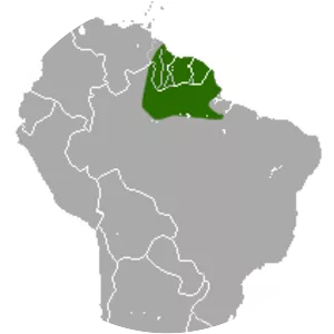 Delicate slender opossum - Animal