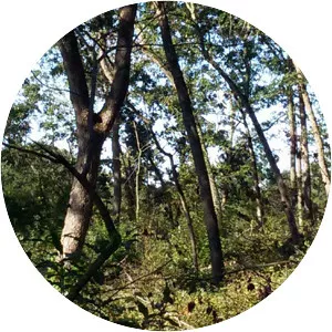 Dell Creek - Stream in Wisconsin