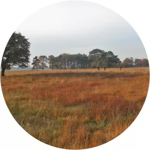 Delleboersterheide. ( Natuurgebied van It Fryske Gea. )