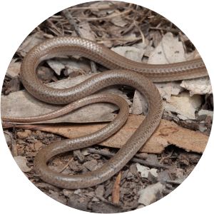 Delma vescolineata - 