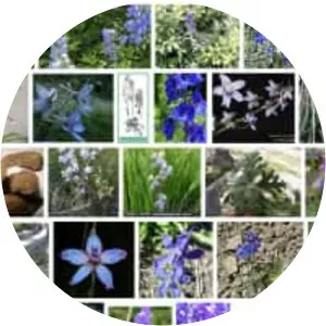 Delphinium denudatum