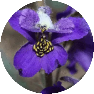Delphinium menziesii - 