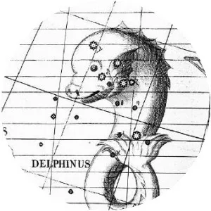 Delphinus