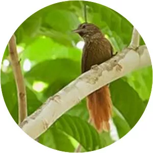 Delta Amacuro softtail