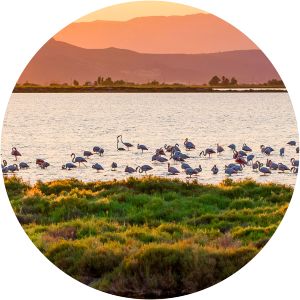 Delta de l'Ebre Natural Park - 