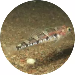 Deltentosteus collonianus - 