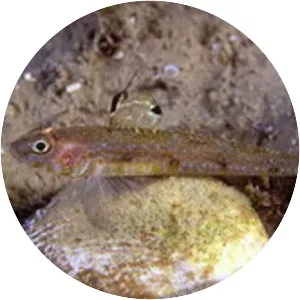 Deltentosteus quadrimaculatus - 