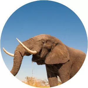 Den vilda världen - TV program