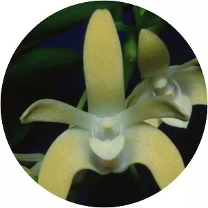 Dendrobium adae - 