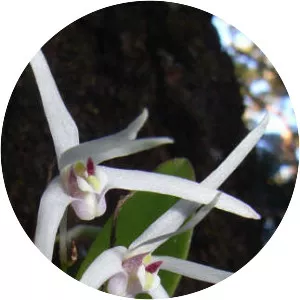 Dendrobium aemulum - 