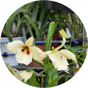 Dendrobium albosanguineum