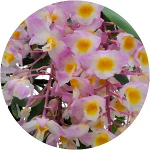 Dendrobium amabile - Plants