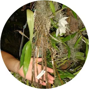 Dendrobium amboinense