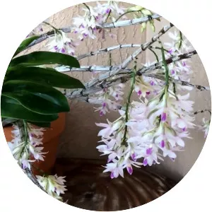 Dendrobium amethystoglossum