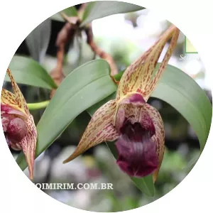 Dendrobium amplum - Plants