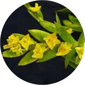 Dendrobium anceps