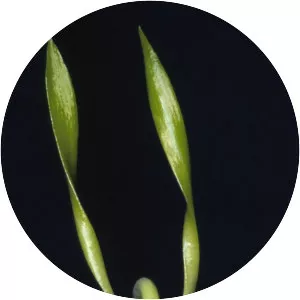 Dendrobium antennatum