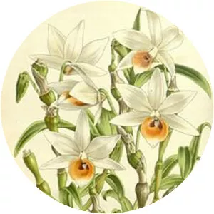 Dendrobium aphrodite