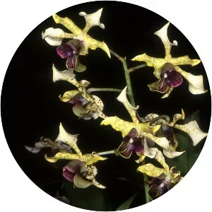 Dendrobium atroviolaceum
