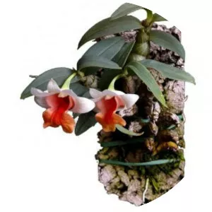 Dendrobium bellatulum - Plants