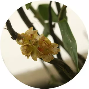 Dendrobium bicameratum
