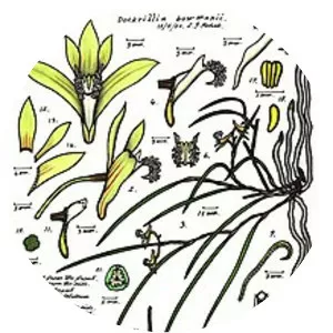 Dendrobium bowmanii - 