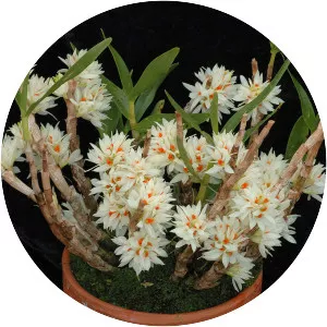 Dendrobium bracteosum