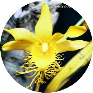 Dendrobium brymerianum