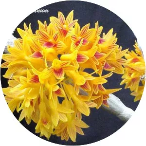 Dendrobium bullenianum