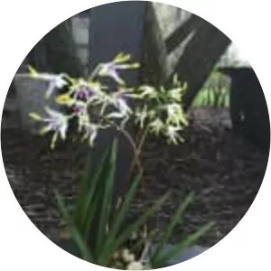 Dendrobium canaliculatum - 